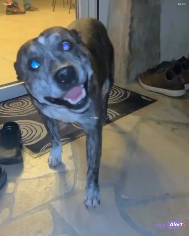 Chien staffie type
