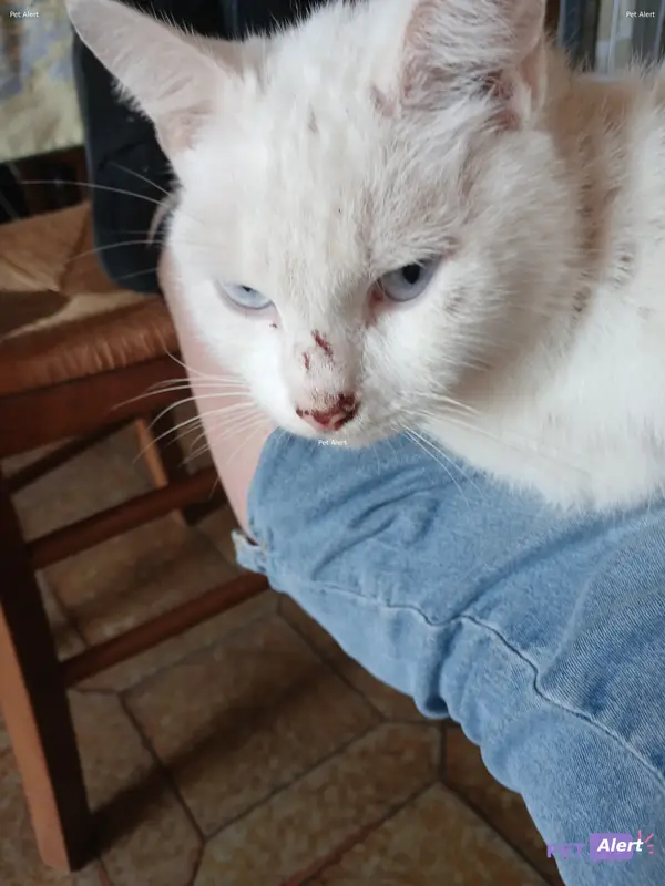 Chat européen