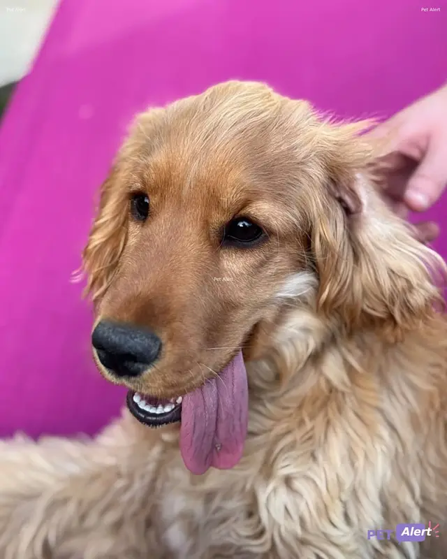 Chien cocker spaniel anglais