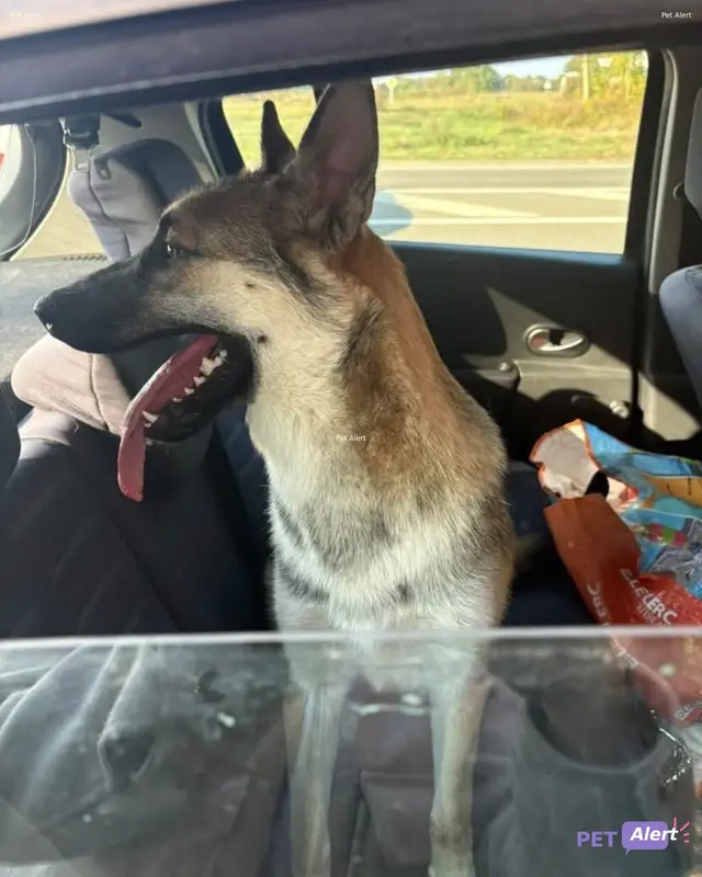 Chien berger allemand