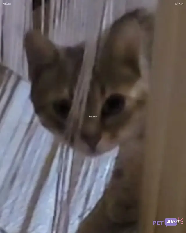 Chat européen
