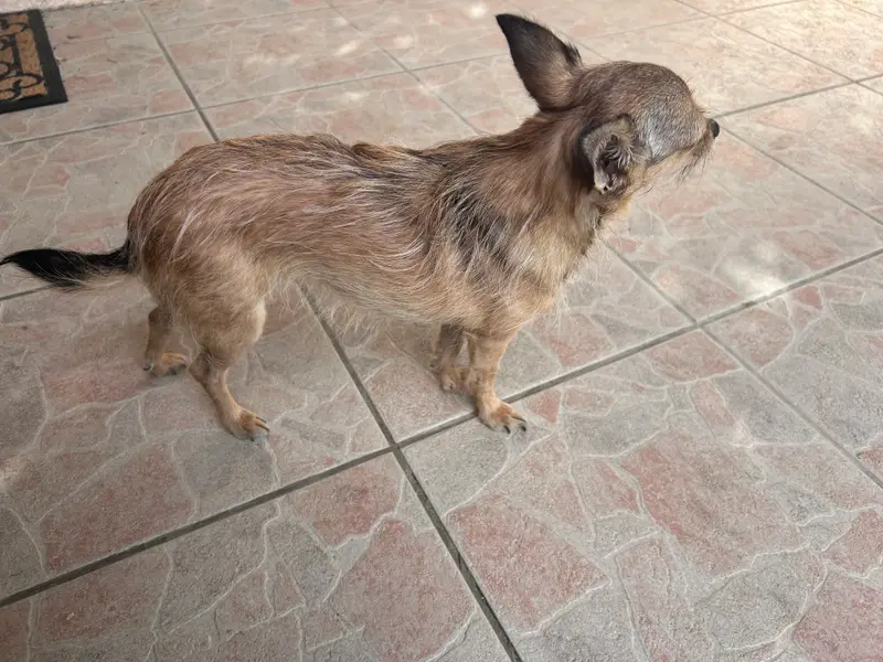 Chien chihuahua