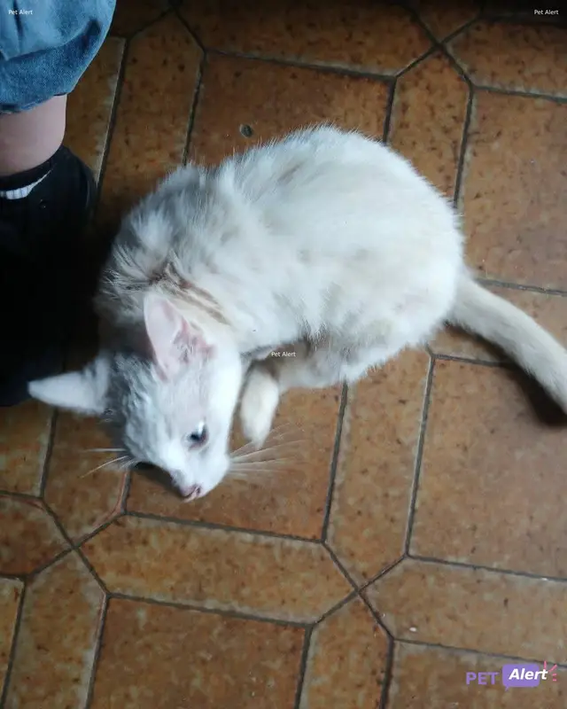 Chat blanc