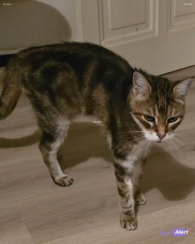 Chat européen