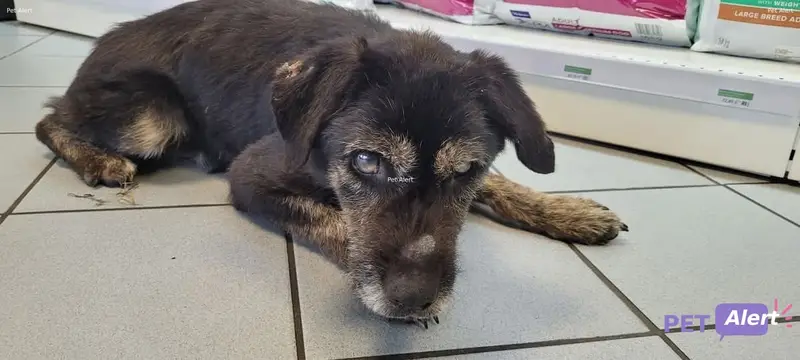 Chien noir