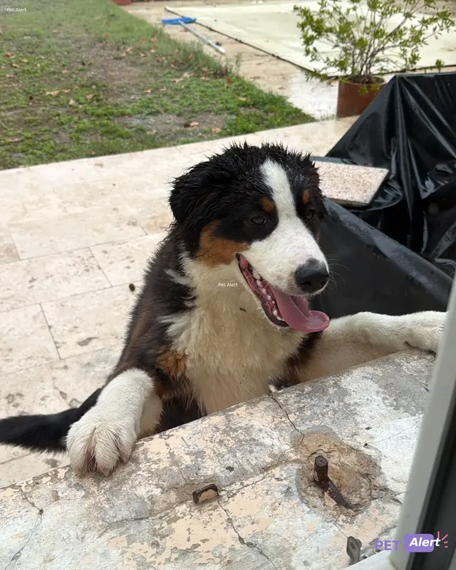 Chien bouvier bernois