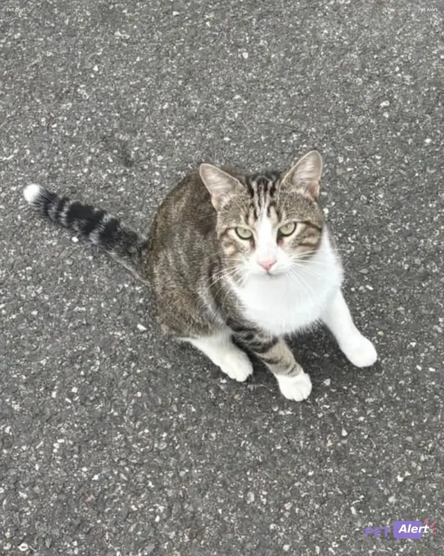 Chat européen