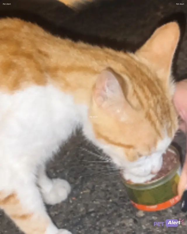 Chat européen