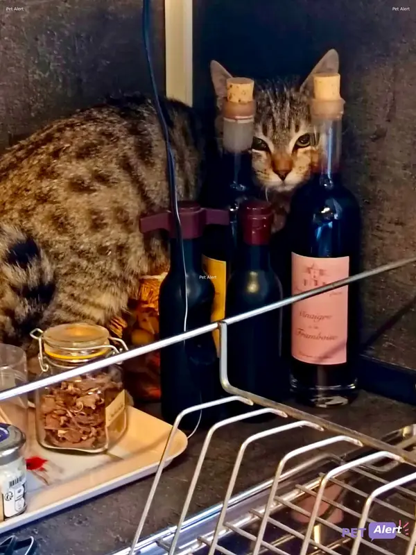 Chat européen · Kroquett