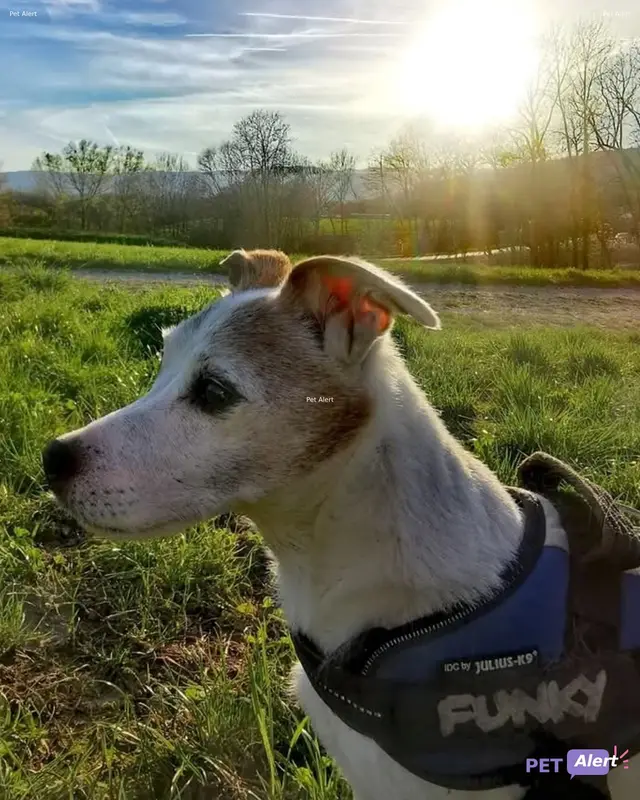 Chien jack russell · Funky