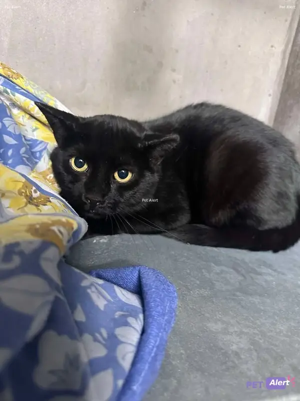 Chat noir