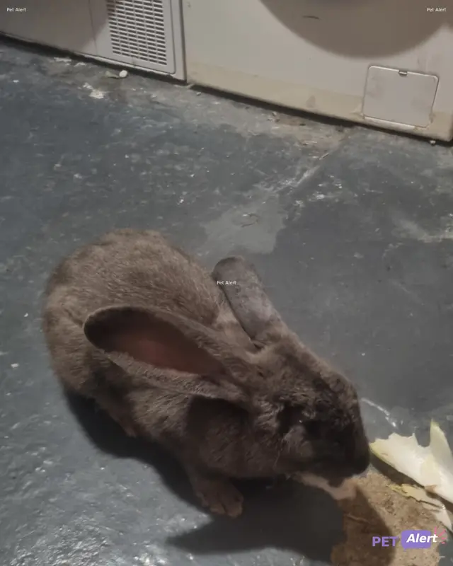 Animal other rodent