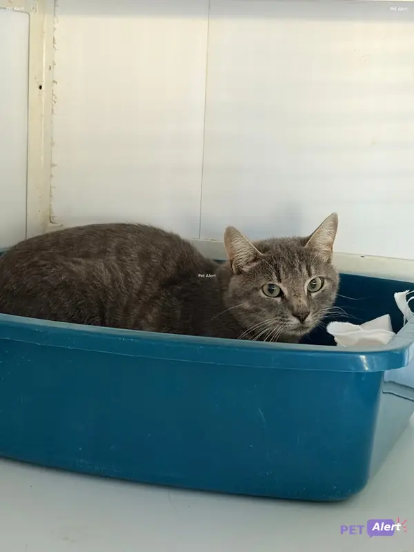 Chat européen