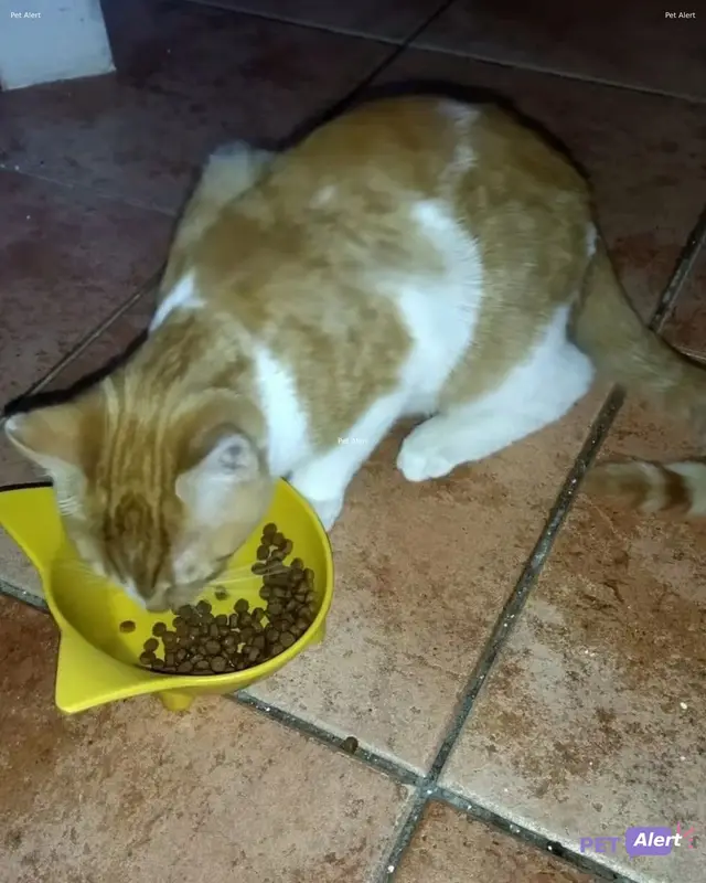 Chat roux