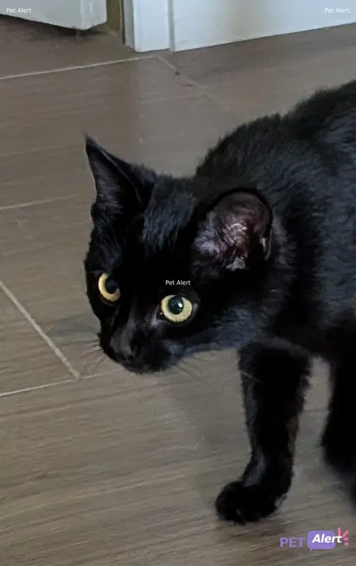 Chat européen