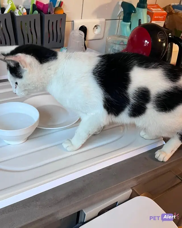 Chat blanc, noir