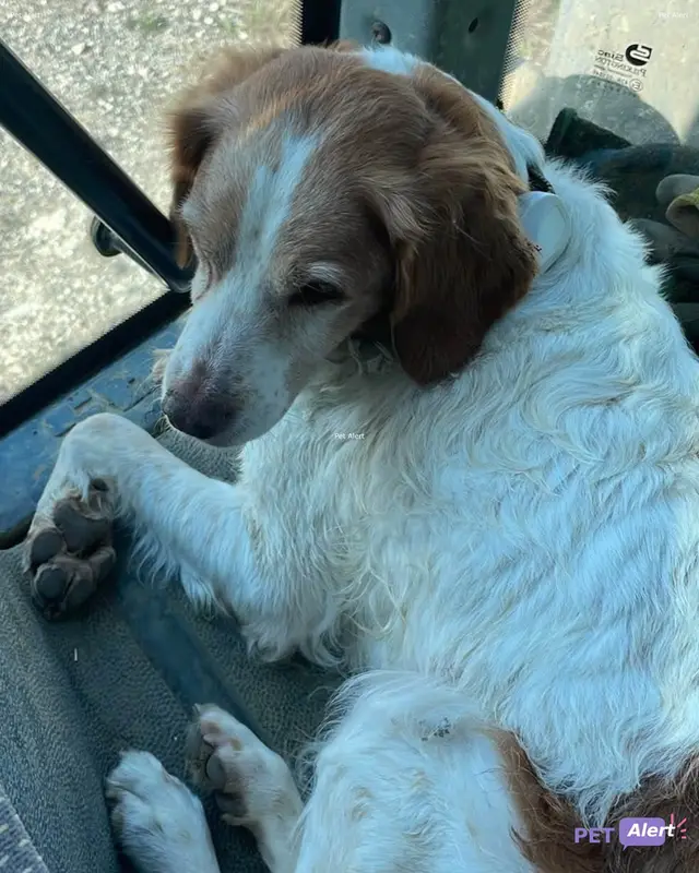 Chien blanc, fauve