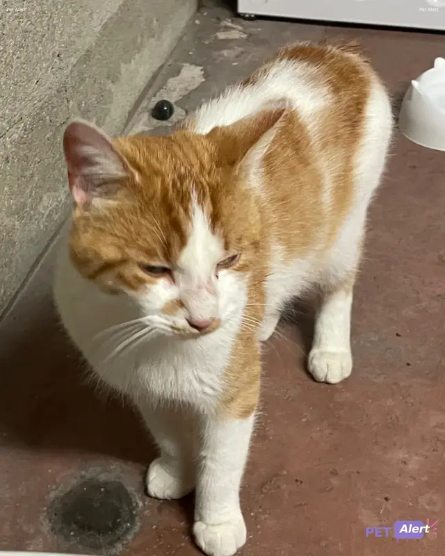 Chat roux, blanc