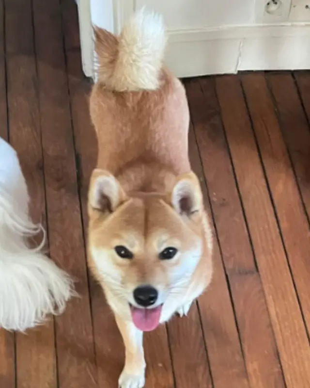 Chien shiba inu