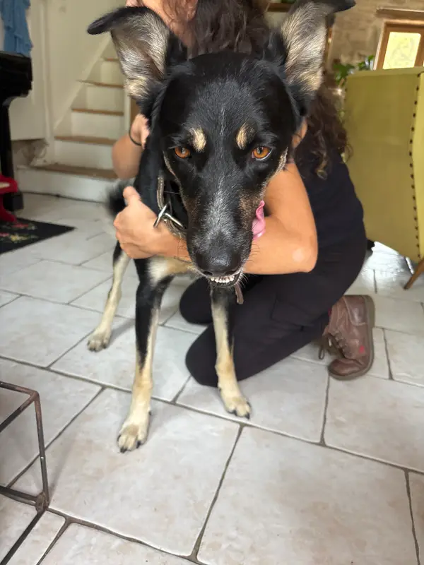 Chien noir, blanc, beige