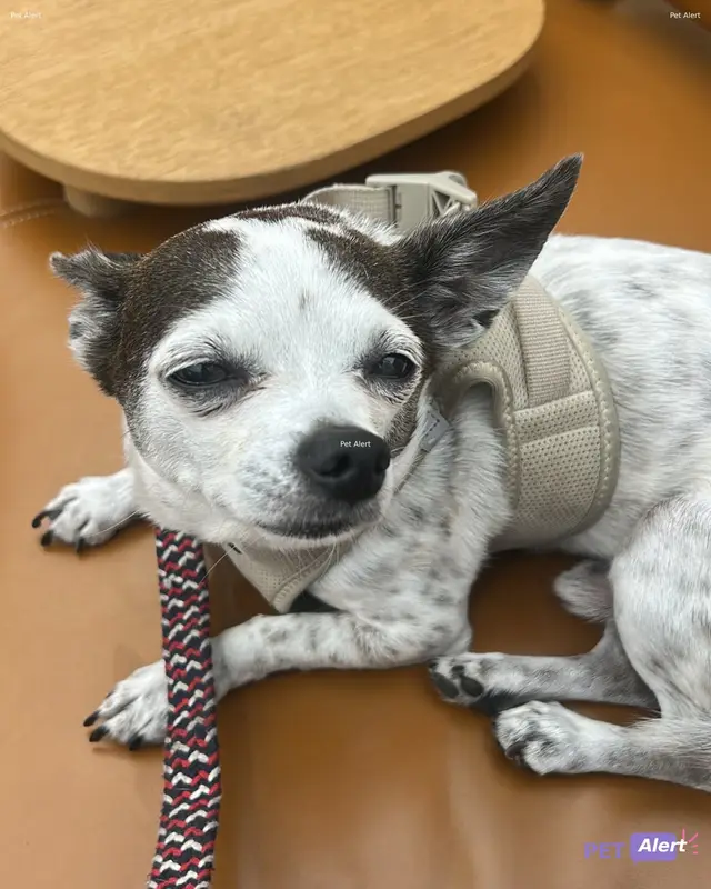 Chien chihuahua · Ketem