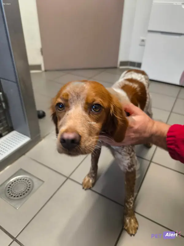 Chien épagneul breton