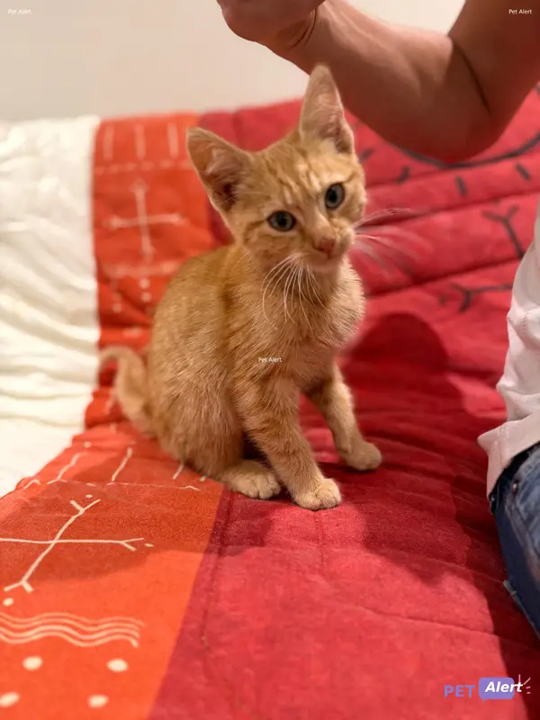 Chat roux