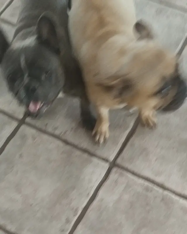 Chien bouledogue français