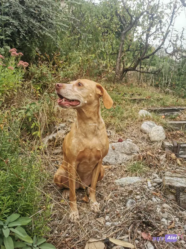 Chien fauve