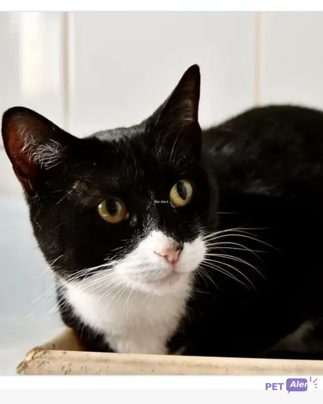 Chat européen