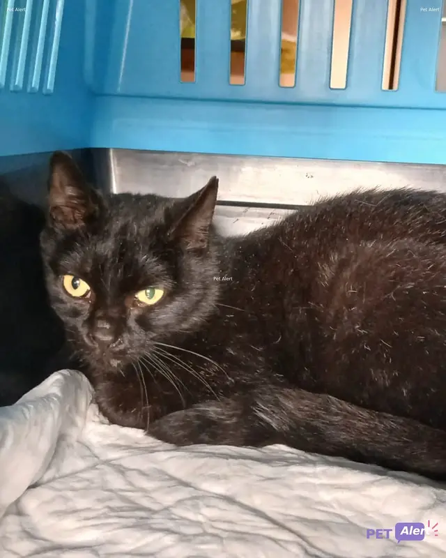 Chat européen