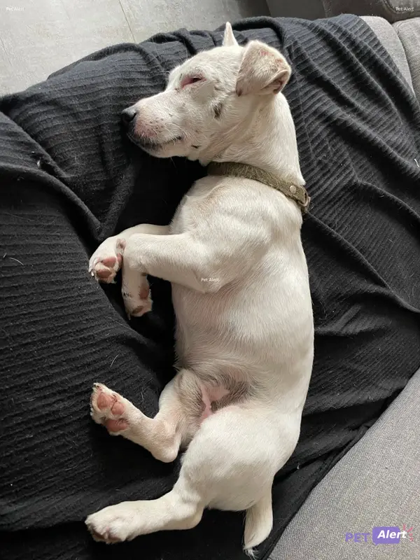 Chien blanc