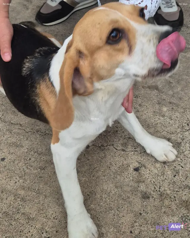 Chien beagle