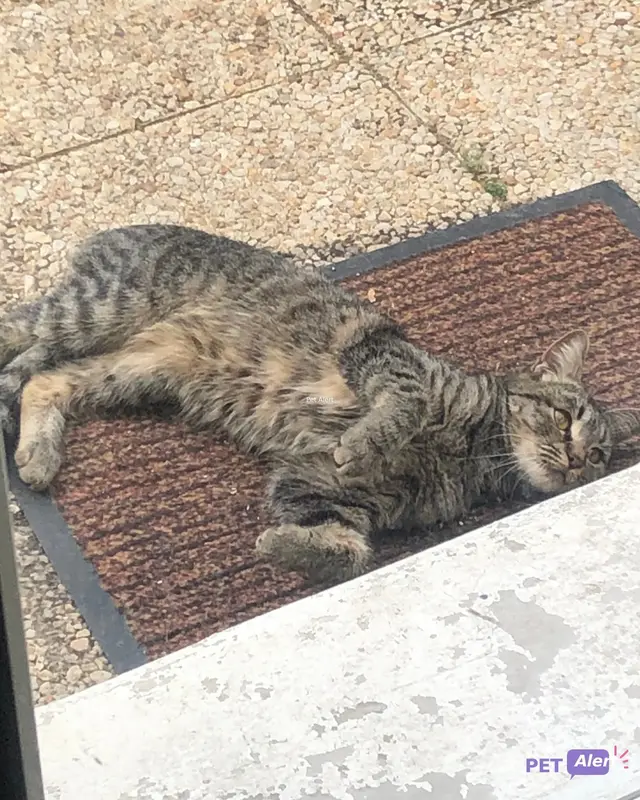 Chat européen
