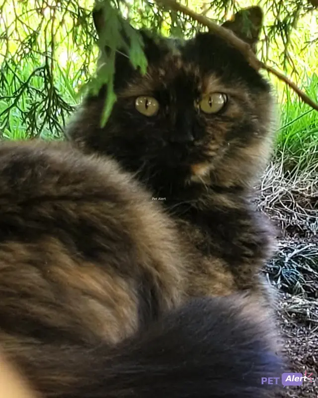 Chat européen · Shadow