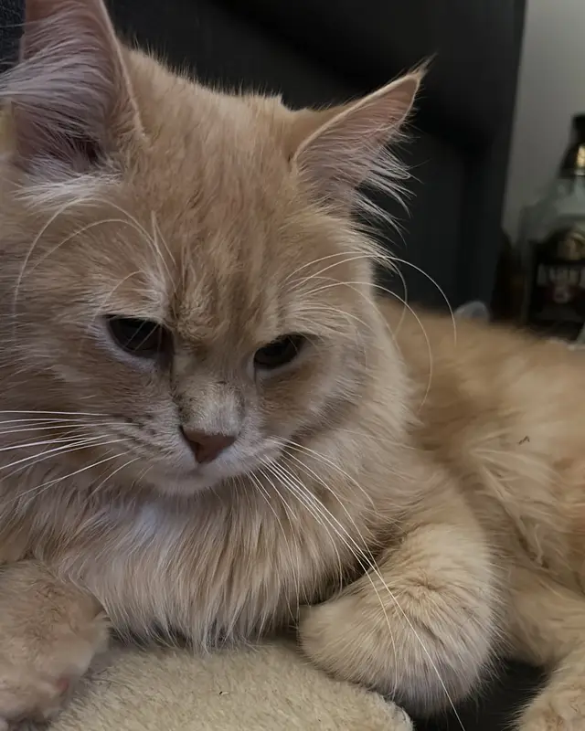 Chat européen · Simba