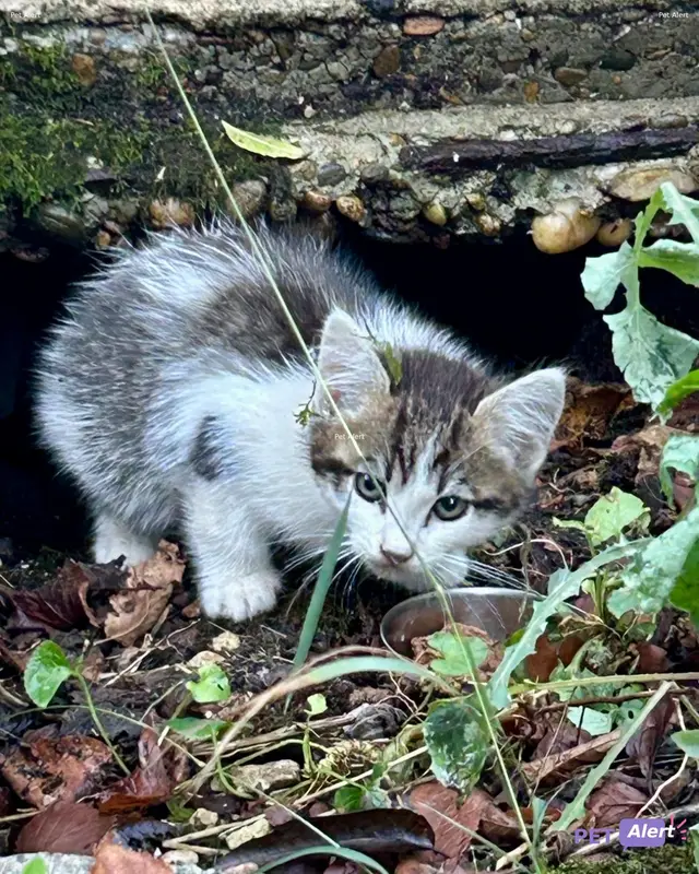 Chat blanc, gris