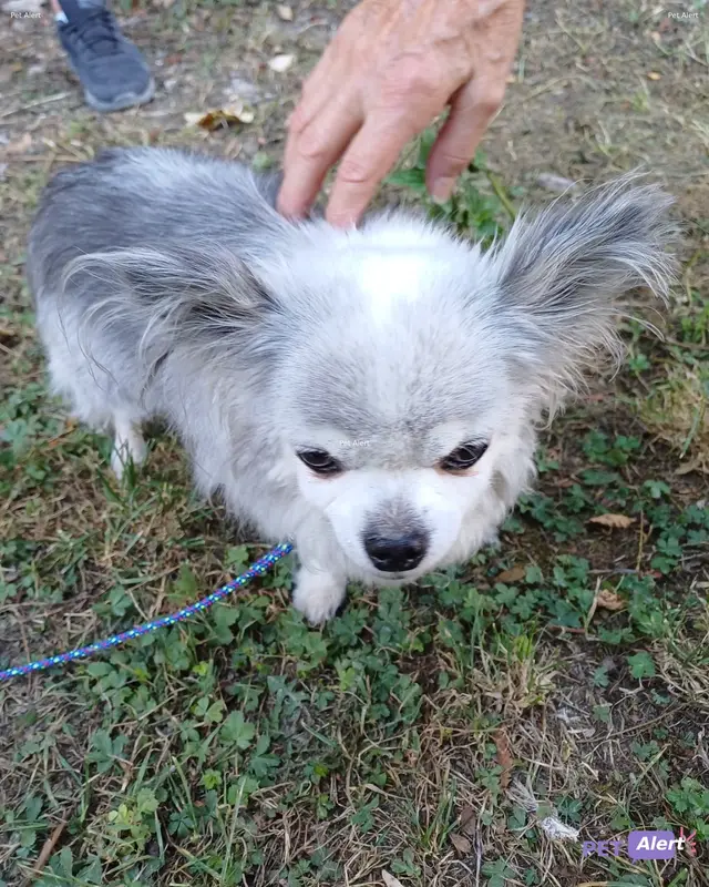 Chien chihuahua