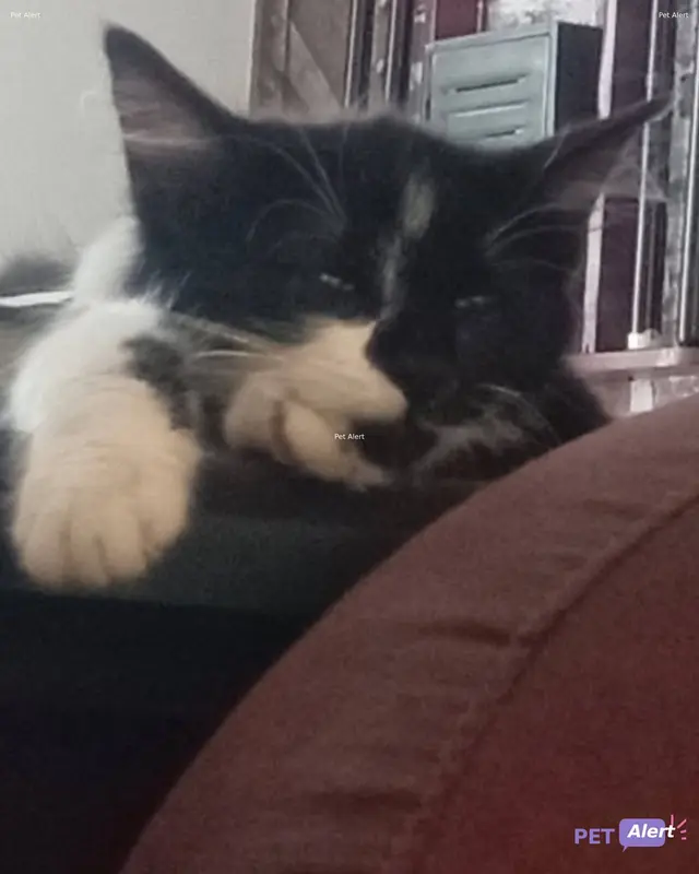 Chat noir, blanc