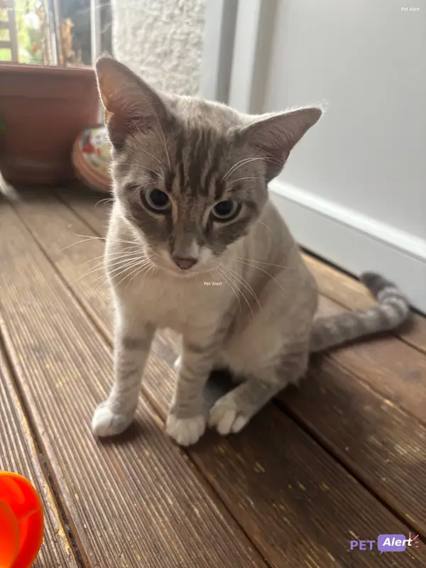 Chat blanc, gris