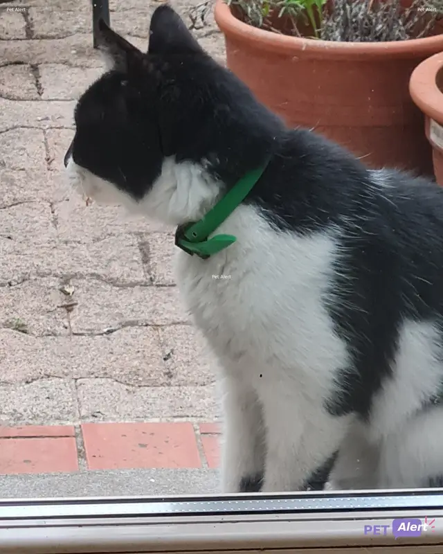 Chat noir, blanc