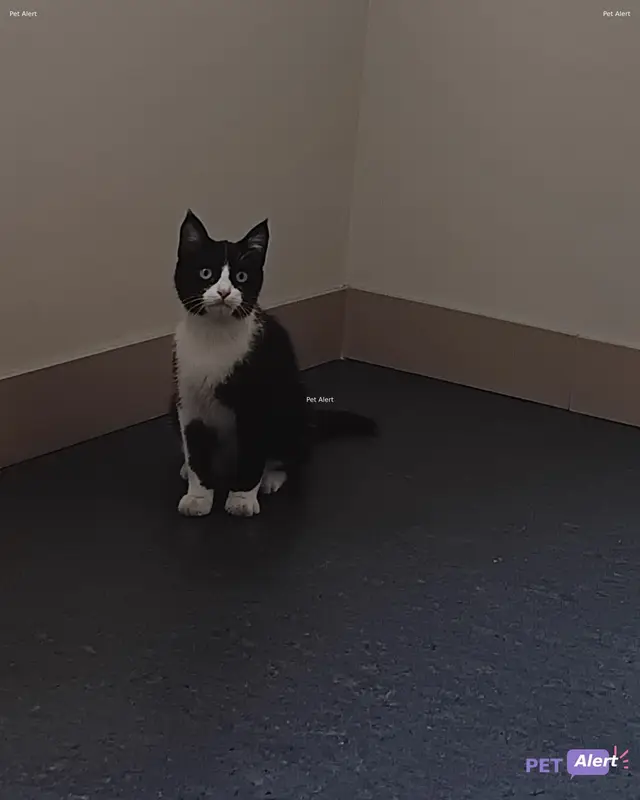 Chat noir, blanc