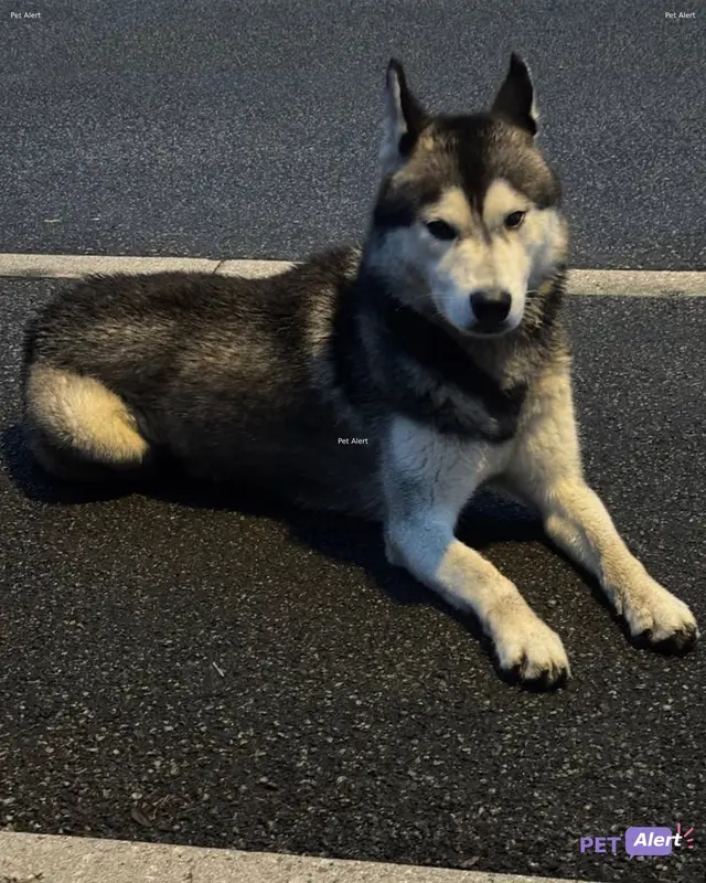 Chien husky sibérien