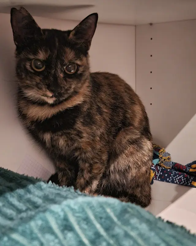 Chat écaille de tortue