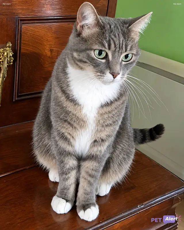 Chat européen