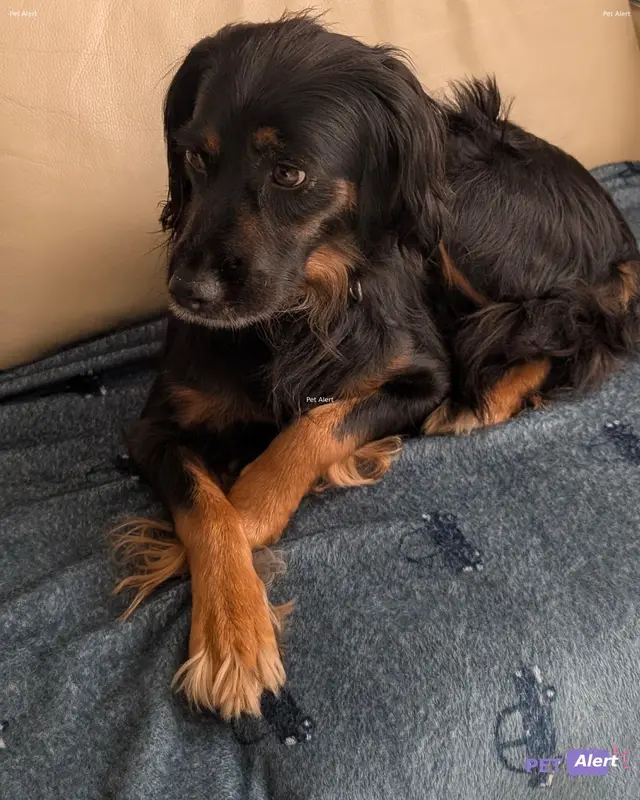 Chien épagneul breton · Polka
