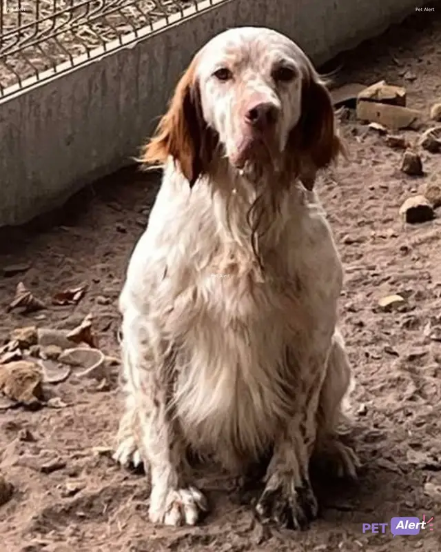 Chien setter anglais