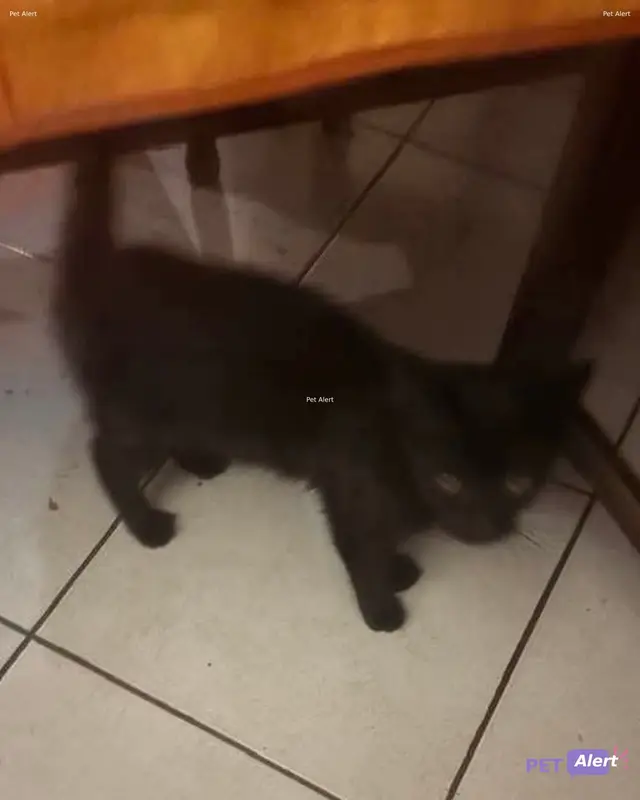 Chat noir