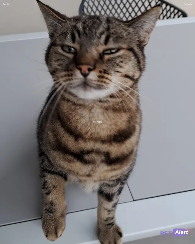 Chat tigré