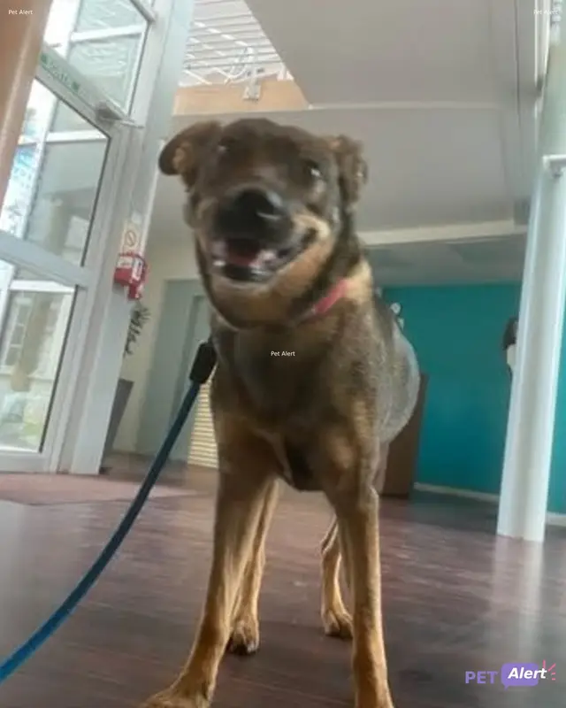 Chien berger